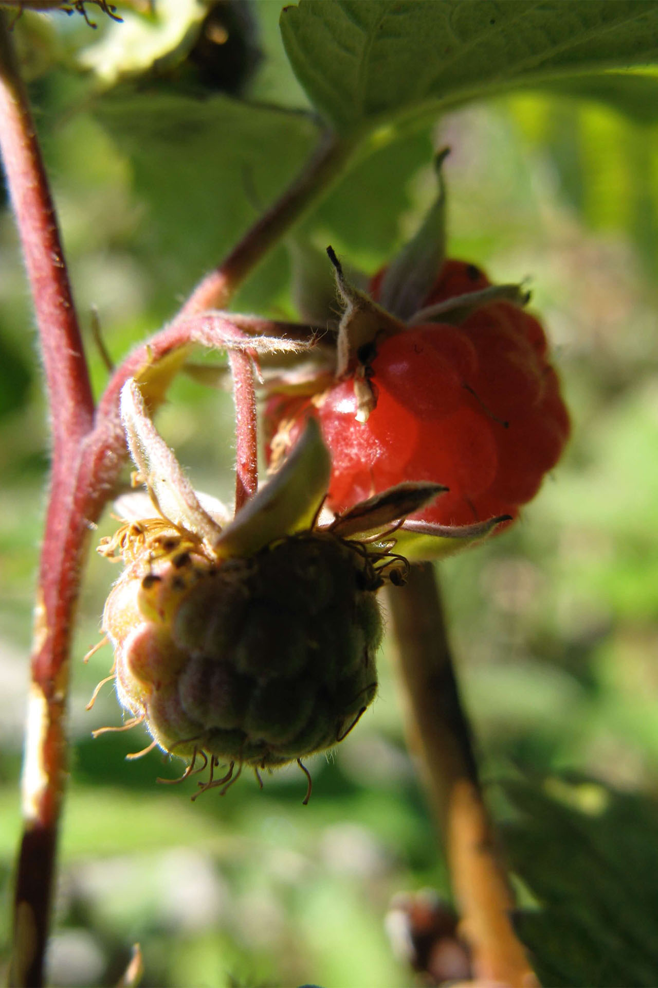 Himbeeren in der reife