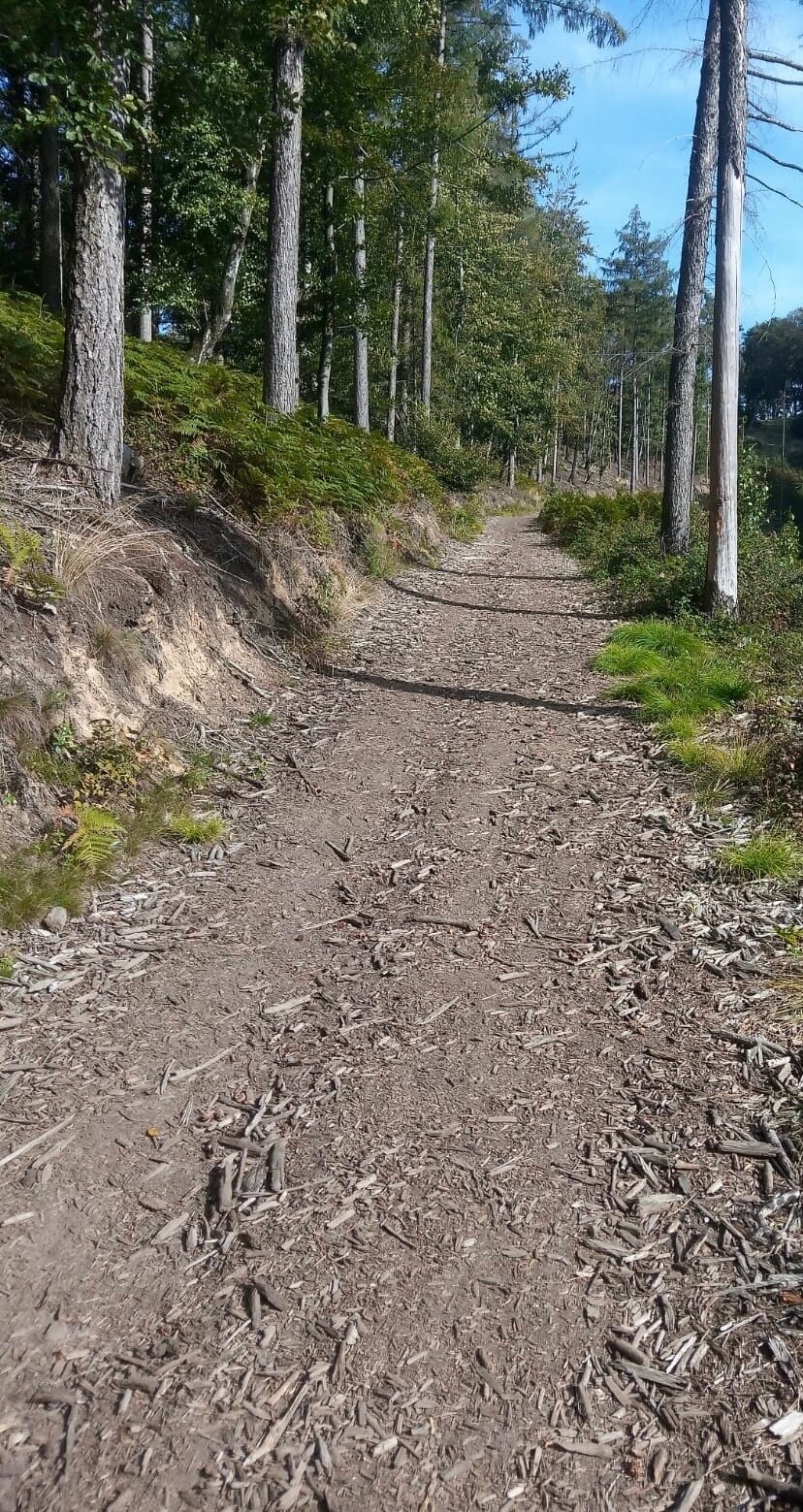 Ein Weg zwischen Bäumen